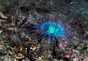 Anemone/Photographed with a 60 mm macro lens at Anilao, P... by Laurie Slawson 